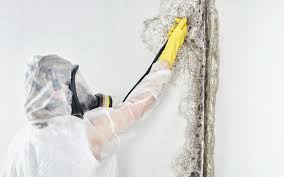 Best Residential Mold Inspection & Testing in Elm Grove, WI